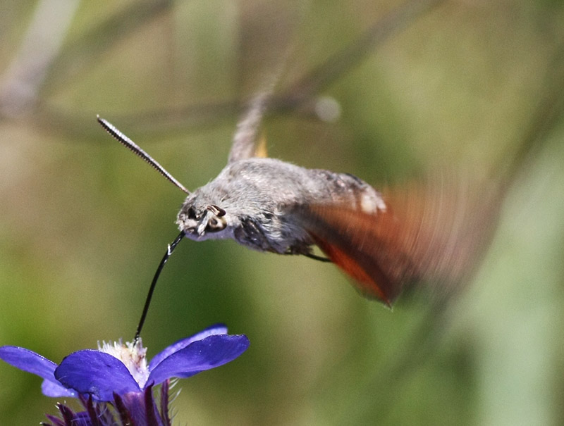 Farfalla colibri'' - Macroglossum stellatarium